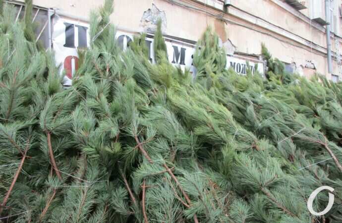 Одесский ёлочный базар у Нового рынка15