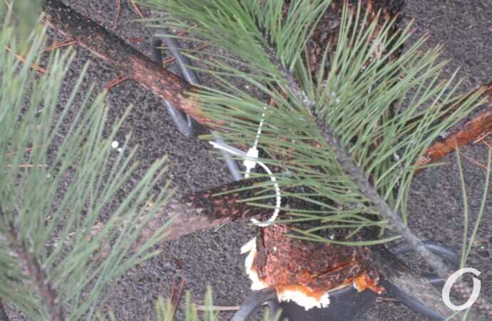 Одесский ёлочный базар у Нового рынка16