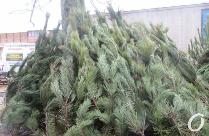 Одесский ёлочный базар у Нового рынка3