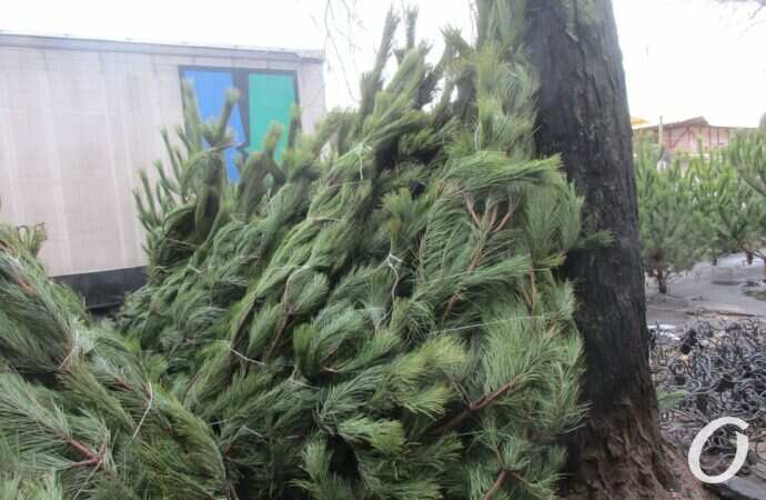 Одесский ёлочный базар у Нового рынка4