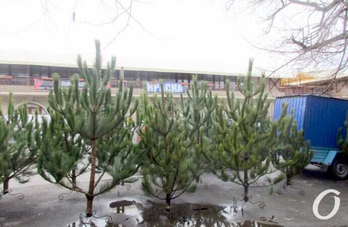 Одесский ёлочный базар у Нового рынка6