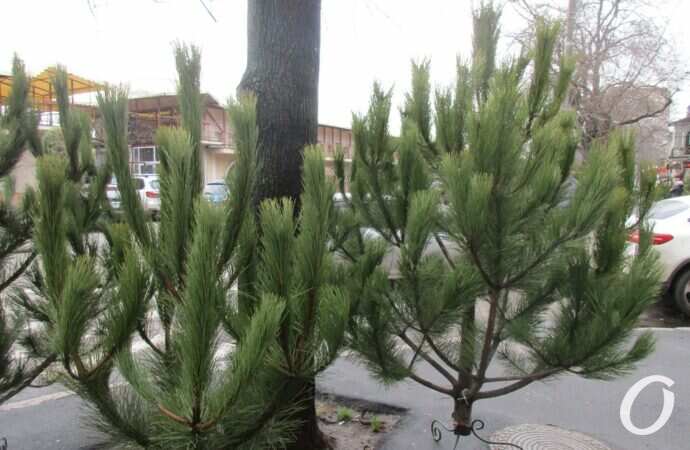 Одесский ёлочный базар у Нового рынка7