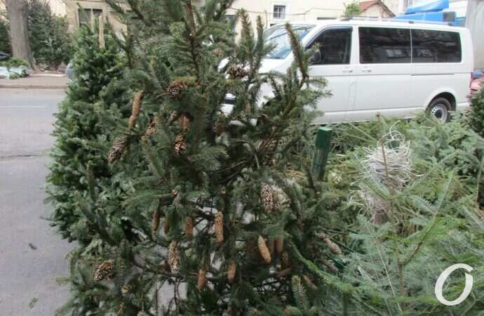 Елочный базар на Конной11