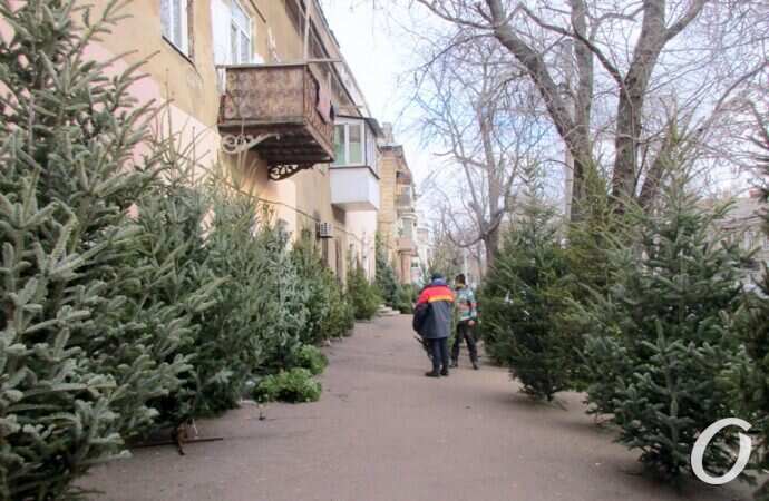 Елочный базар на Конной14