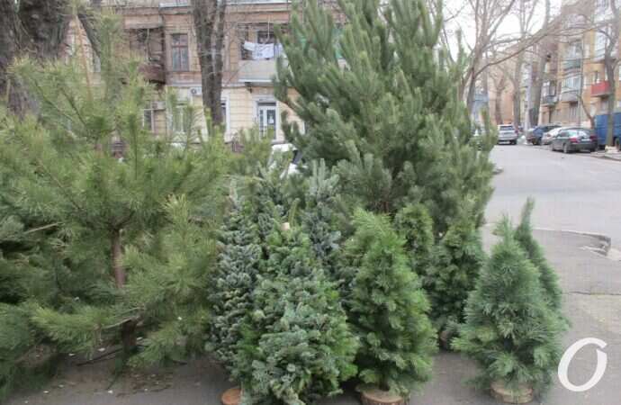 Елочный базар на Конной15