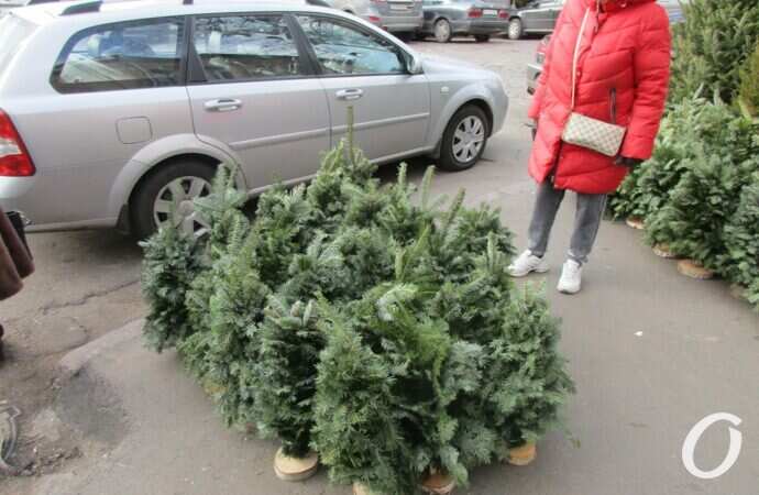 Елочный базар на Конной19