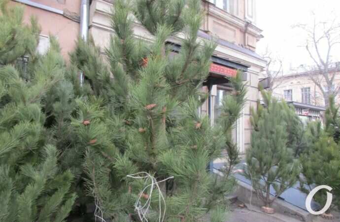 Елочный базар на Конной20