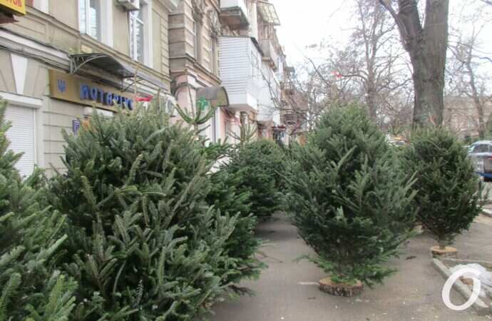 Елочный базар на Конной4