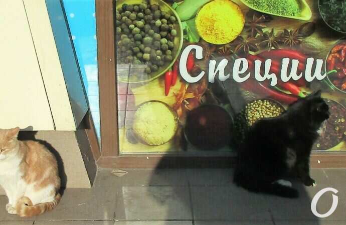 Привоз предновогодний29