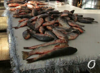 Предновогодний одесский Привоз: рыба «супер-вау» и стопроцентная свинина (фото)