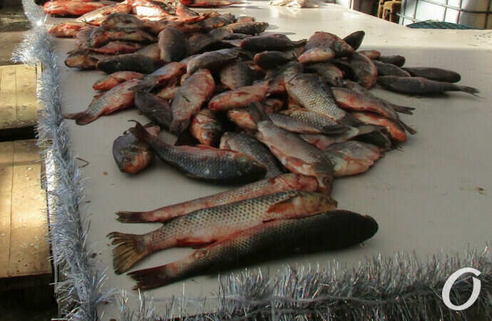Предновогодний одесский Привоз: рыба «супер-вау» и стопроцентная свинина (фото)