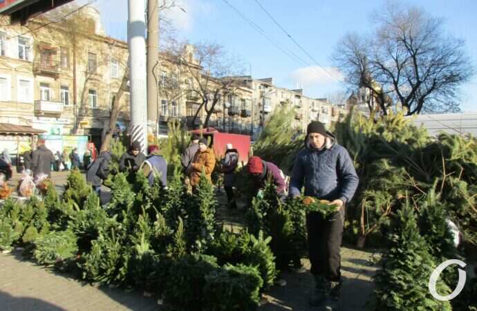 Елочный базар у Привоза11