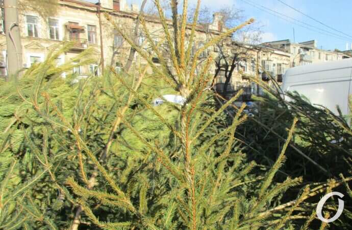 Елочный базар у Привоза15