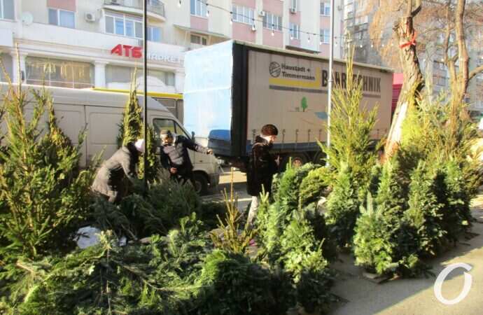 Елочный базар у Привоза17