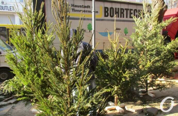 Елочный базар у Привоза18