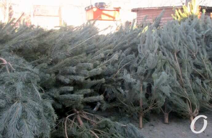 Елочный базар у Привоза3