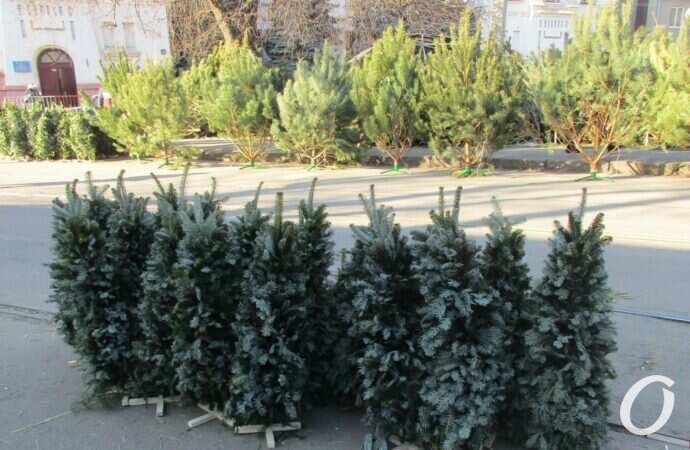 Елочный базар у Привоза4