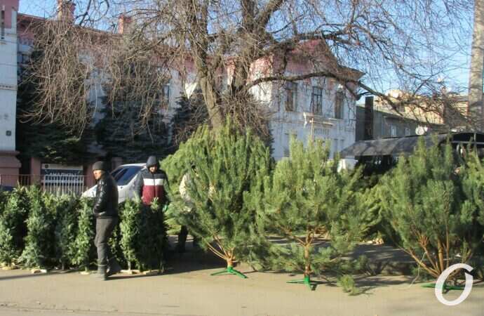 Елочный базар у Привоза5