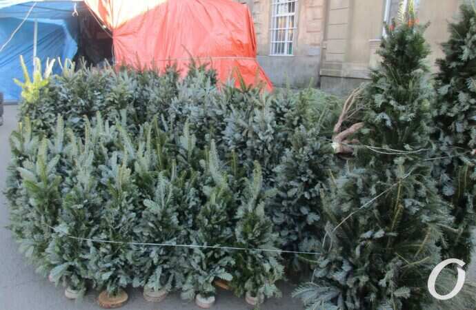 Елочный базар у Привоза6