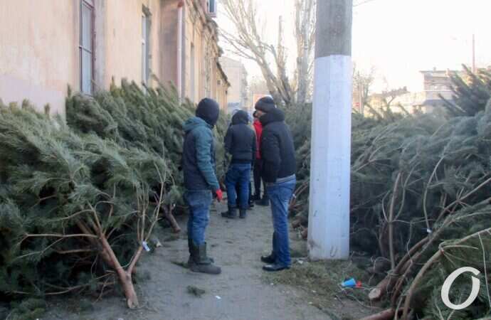 Елочный базар у Привоза7