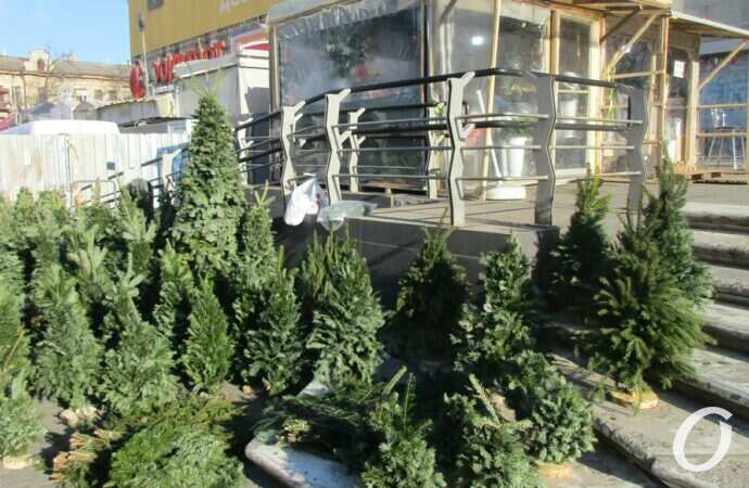 Елочный базар у Привоза9