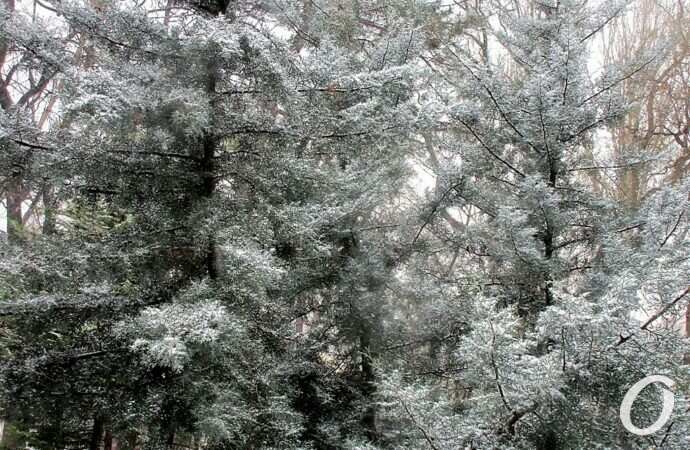 Снег в Одессе 24 декабря27