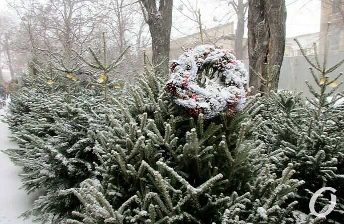 Снег в Одессе 24 декабря3