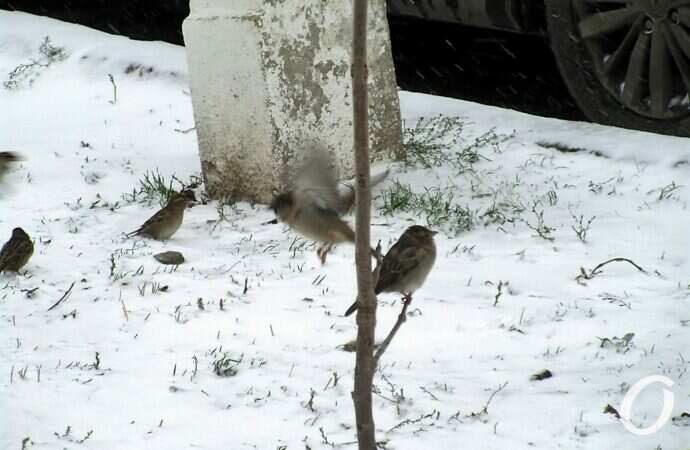 Снег в Одессе 24 декабря39