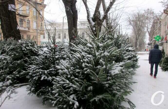 Одесский елочный базар10