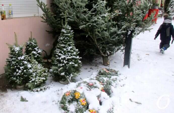 Одесский елочный базар11