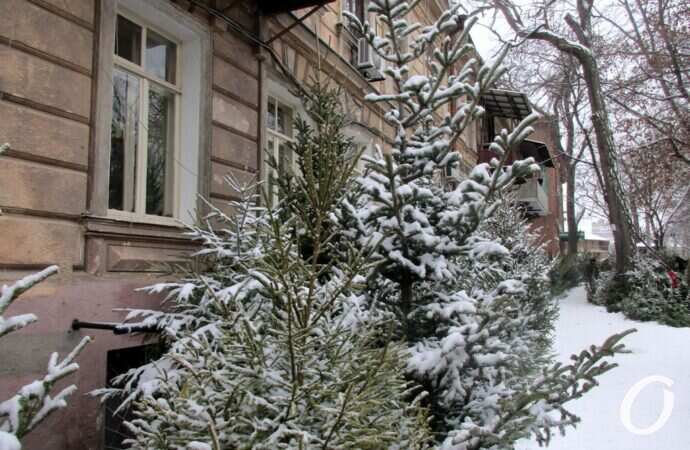 Одесский елочный базар18