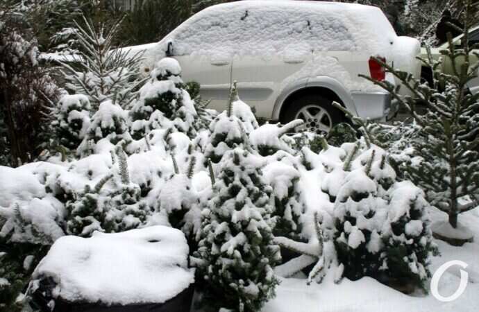 Одесский елочный базар19