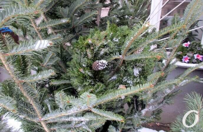 Одесский елочный базар2