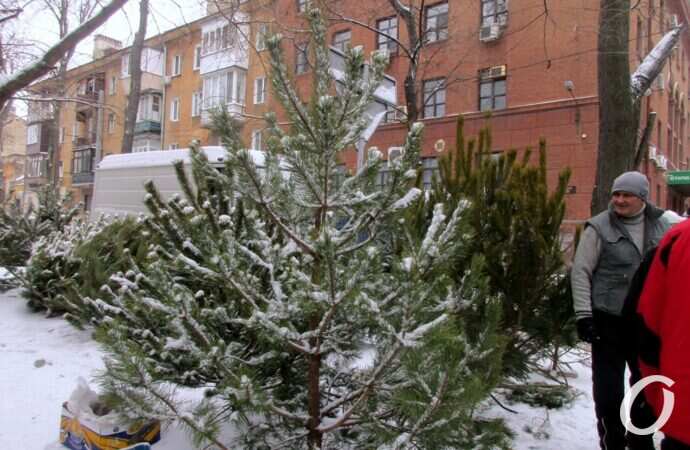Одесский елочный базар22