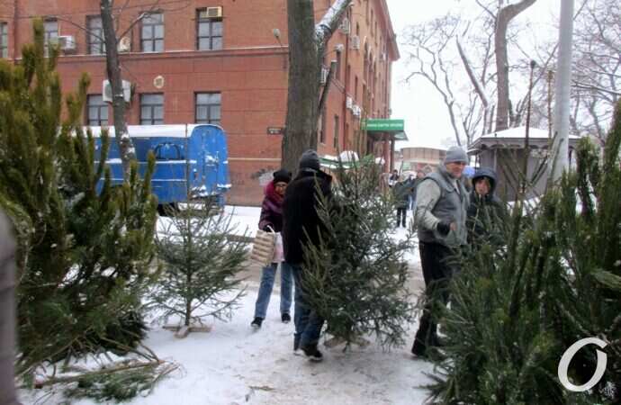 Одесский елочный базар23