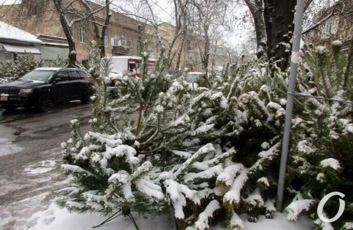 Одесский елочный базар25