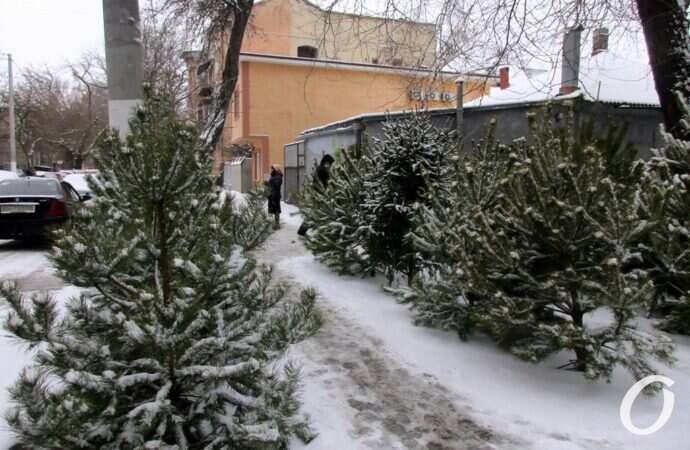 Одесский елочный базар26