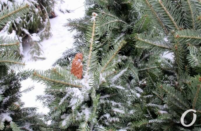 Одесский елочный базар27