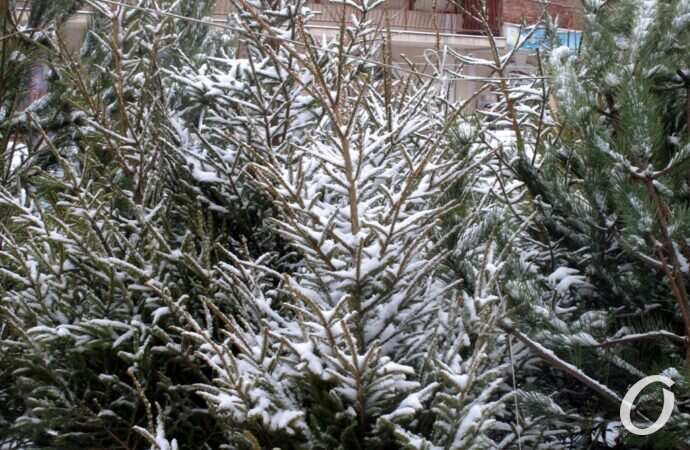 Одесский елочный базар28