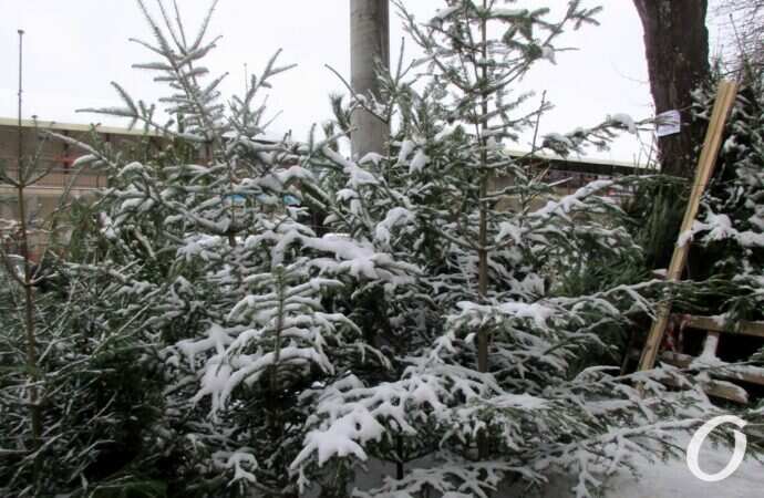 Одесский елочный базар29