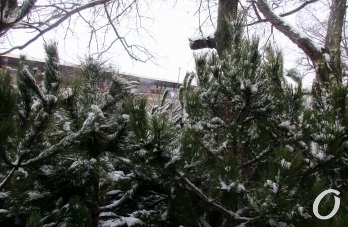 Одесский елочный базар30