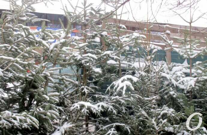 Одесский елочный базар31