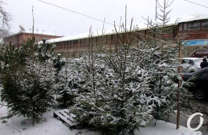 Одесский елочный базар33