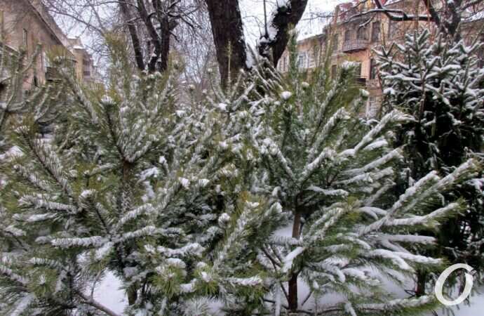 Одесский елочный базар34