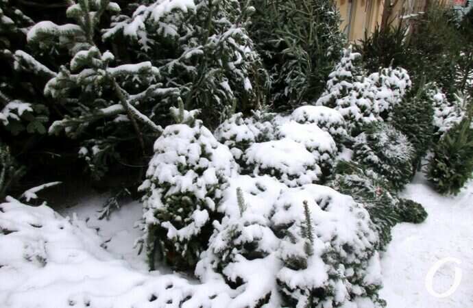 Одесский елочный базар36