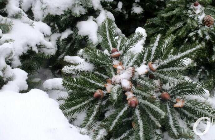 Одесский елочный базар37