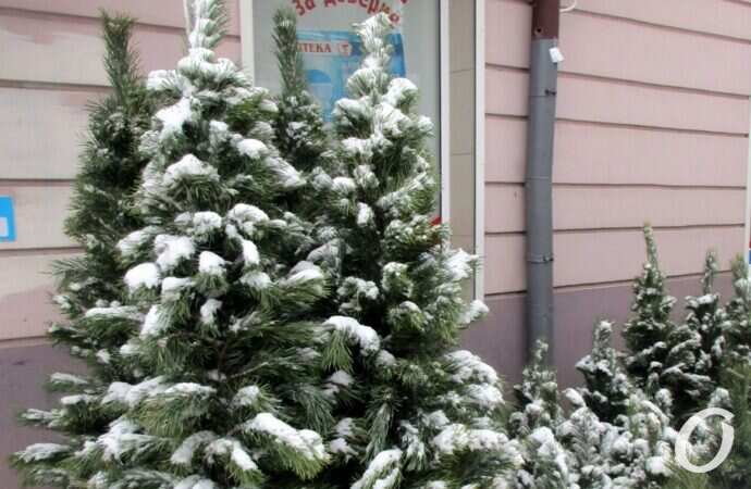 Одесский елочный базар4