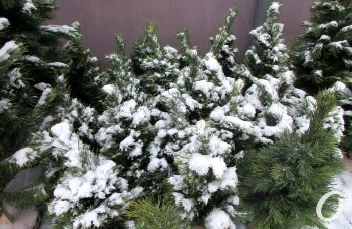 Одесский елочный базар5