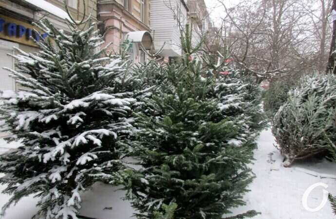 Одесский елочный базар8