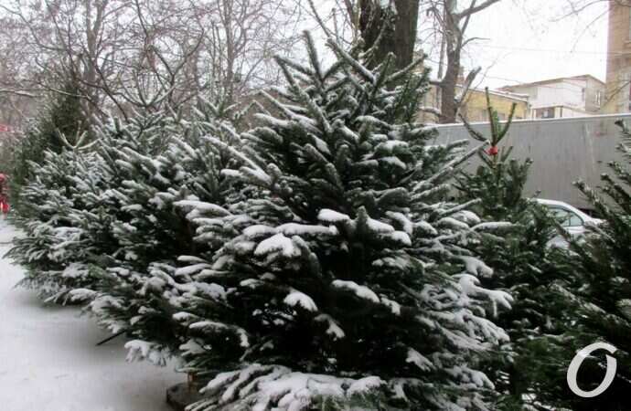 Одесский елочный базар9